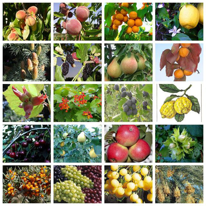 Декоративные и плодовые культуры. Плодовые растения. Деревья и плоды. Плодовые деревья для сада. Фрукты на деревьях.